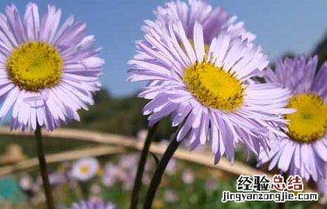 灯盏花种子多少钱一公斤 灯盏花种子价格及种植方法