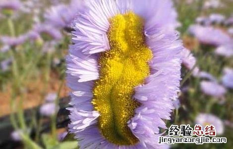 灯盏花种子多少钱一公斤 灯盏花种子价格及种植方法