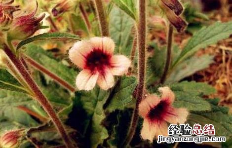 地黄种子价格及种植方法 地黄种子价格及种植方法图片
