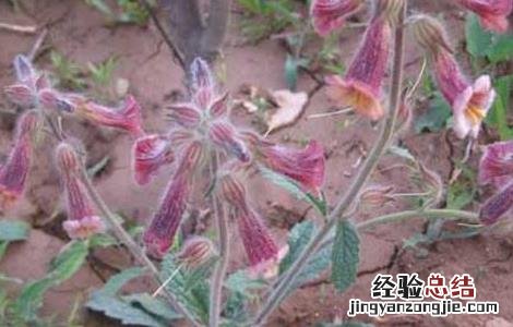 地黄种子价格及种植方法 地黄种子价格及种植方法图片