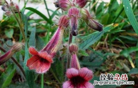 地黄种子价格及种植方法 地黄种子价格及种植方法图片