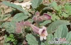 地黄种子价格及种植方法 地黄种子价格及种植方法图片