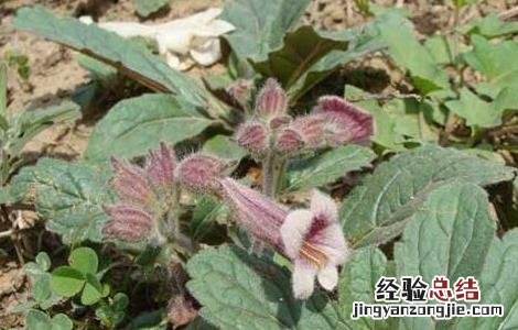 地黄种子价格及种植方法 地黄种子价格及种植方法图片