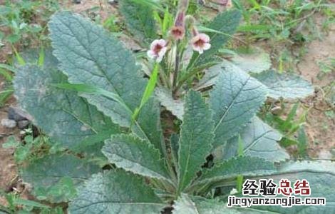 地黄种子价格及种植方法 地黄种子价格及种植方法图片
