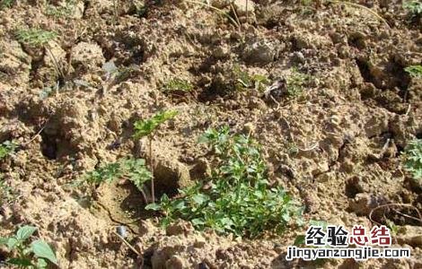 当归种子价格及种植方法 当归种子价格及种植方法图
