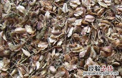 当归种子价格及种植方法 当归种子价格及种植方法图