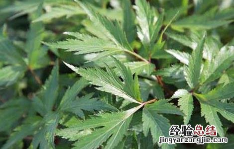 当归种子价格及种植方法 当归种子价格及种植方法图