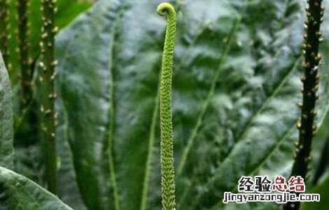 车前子种子有什么药用价值 车前子种子价格及种植方法