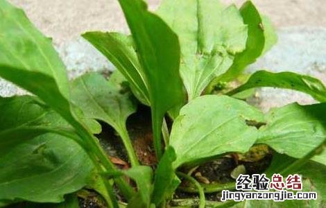 车前子种子有什么药用价值 车前子种子价格及种植方法