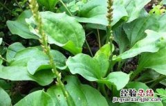 车前子种子有什么药用价值 车前子种子价格及种植方法
