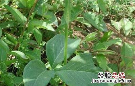 半夏种子价格及种植方法 半夏种子价格及种植方法图片