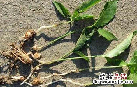 半夏种子价格及种植方法 半夏种子价格及种植方法图片