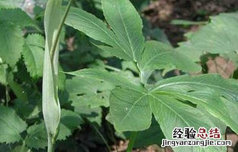 半夏种子价格及种植方法 半夏种子价格及种植方法图片
