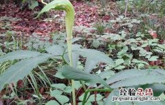 半夏种子价格及种植方法 半夏种子价格及种植方法图片