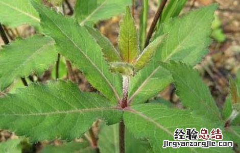 沙参种子价格及种植方法 沙参种子如何种