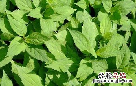 沙参种子价格及种植方法 沙参种子如何种