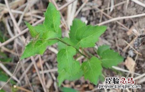 沙参种子价格及种植方法 沙参种子如何种