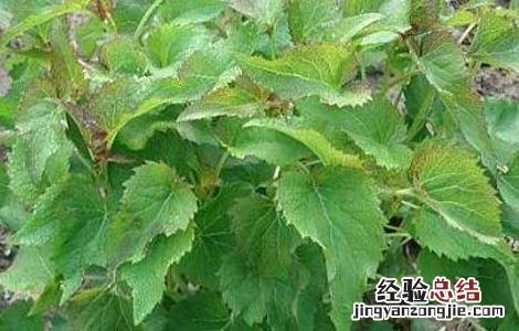 沙参种子价格及种植方法 沙参种子如何种