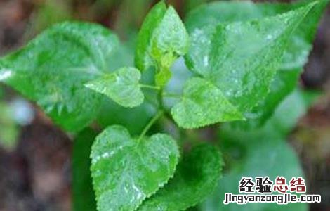 沙参种子价格及种植方法 沙参种子如何种