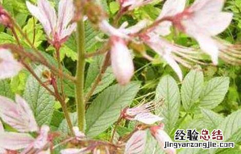 白鲜皮种子价格及种植方法