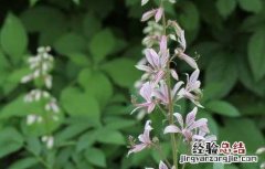 白鲜皮种子价格及种植方法