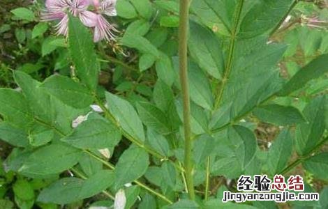 白鲜皮种子价格及种植方法