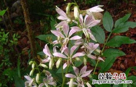 白鲜皮种子价格及种植方法