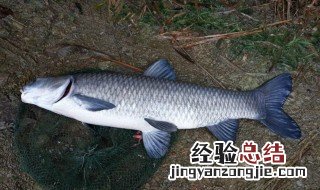 四大家鱼养殖前景如何 四大家鱼如何养殖