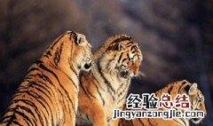 老虎一生生几胎?一胎生几只? 老虎的简介是什么