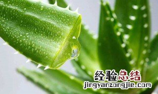 不见阳光不通风室内适合养什么花或植物 给大家介绍一下