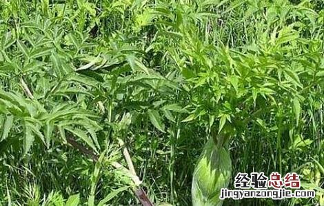 白芷种子价格及种植方法图片 白芷种子价格及种植方法