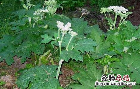 白芷种子价格及种植方法图片 白芷种子价格及种植方法
