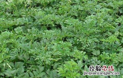 白芷种子价格及种植方法图片 白芷种子价格及种植方法