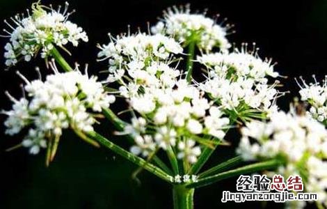 白芷种子价格及种植方法图片 白芷种子价格及种植方法