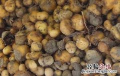 元胡种子价格及种植方法