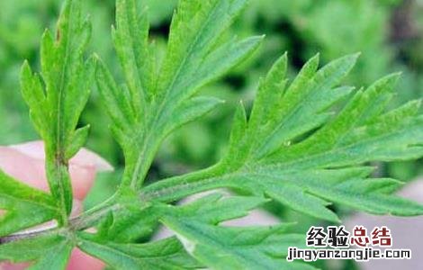 怎样种植艾草,种子哪里有卖 艾草种子价格及种植方法