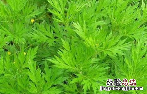 怎样种植艾草,种子哪里有卖 艾草种子价格及种植方法