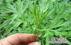 怎样种植艾草,种子哪里有卖 艾草种子价格及种植方法