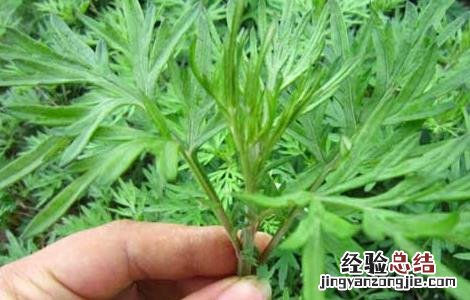 怎样种植艾草,种子哪里有卖 艾草种子价格及种植方法