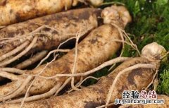 真假人参怎么辨别才好呢 真假人参怎么辨别才好