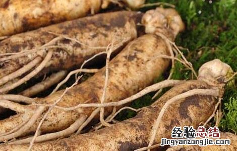 真假人参怎么辨别才好呢 真假人参怎么辨别才好