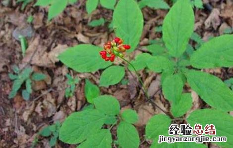 人参种子怎么种植花盆 人参种子怎么种植