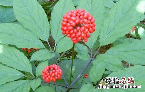 人参种子怎么种植花盆 人参种子怎么种植
