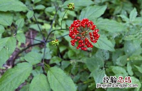 人参种子怎么种植花盆 人参种子怎么种植