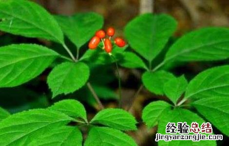人参种子怎么种植花盆 人参种子怎么种植