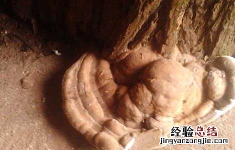 灵芝长在什么地方有什么用 灵芝长在什么地方