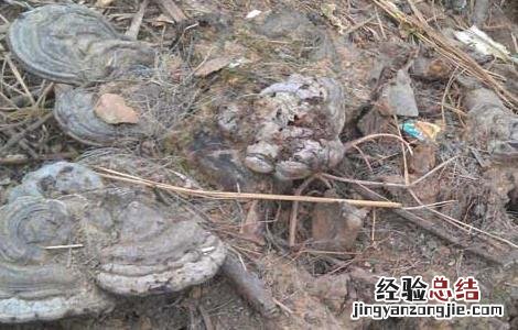 灵芝长在什么地方有什么用 灵芝长在什么地方
