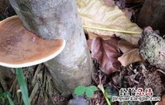 灵芝长在什么地方有什么用 灵芝长在什么地方