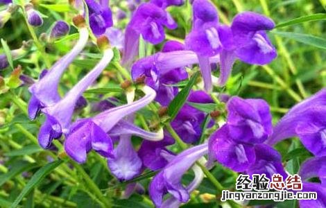 黄芩种子价格及种植方法