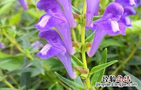 黄芩种子价格及种植方法